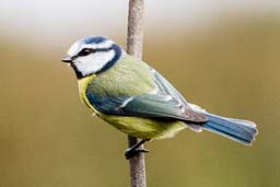 blue tit